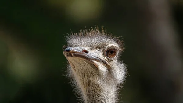 Close-up of head of ostrich background ostrich head of ostrich — Stock Photo, Image