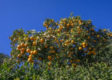 Meyveli yabani portakal ağacı. Citrus aurantiumen Acı.