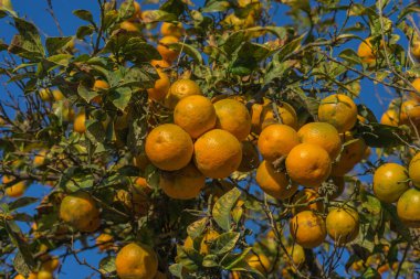 Bir portakal ağacının dalı, Citrus aurantiumen, Bitter .