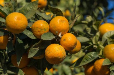 Portakal ağacı vebası. Etkilenmiş birçok meyve dalı