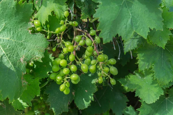 Uvas verdes en la fruta madura. 3 meses antes de la cosecha. — Foto de Stock