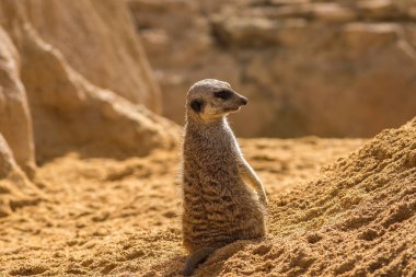 Ufuk çizgisine bakan Meerkat 'a haber verin.