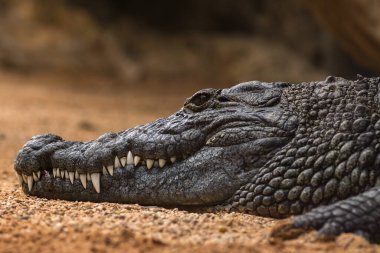 Nil timsahı timsah niloticus, Nil timsahı portresi