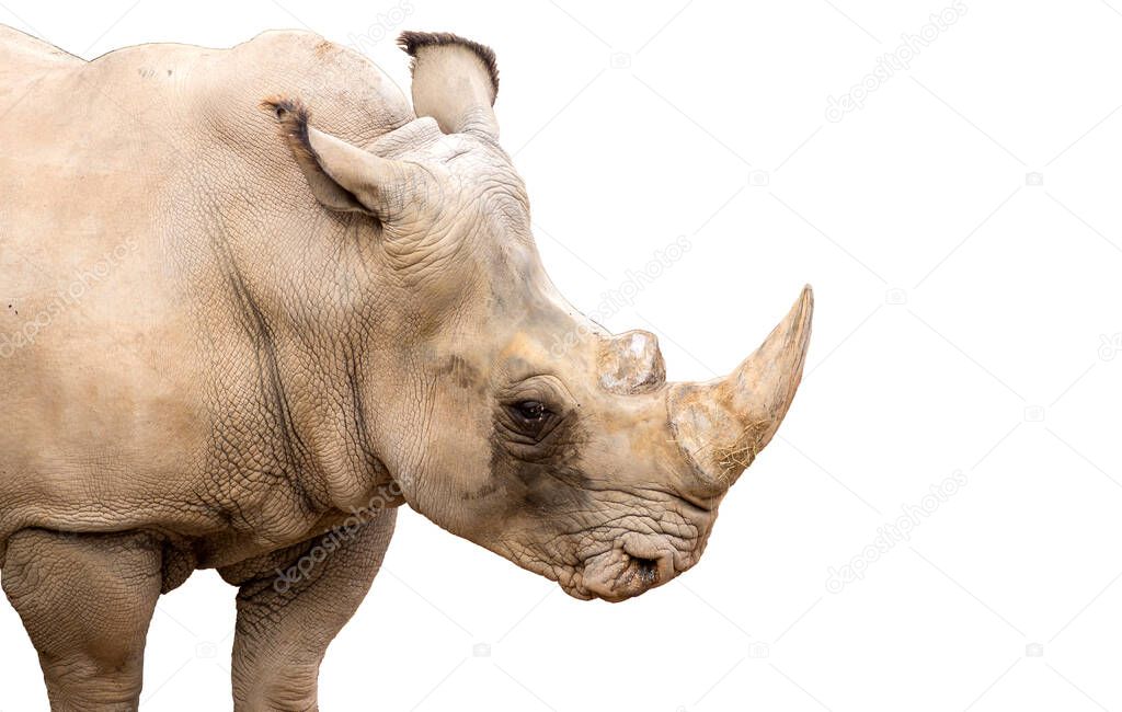 Rhinoceros also known as rhino