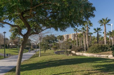 Turia Nehri 'nin eski kurumuş nehir yatağındaki bahçeler. Yapay kanal suyunda palmiye ağaçlarının yansıması. Avrupa, Valencia, İspanya