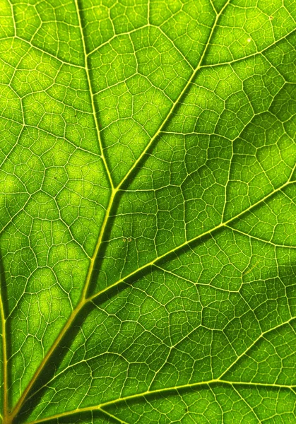 Detail of the texture and pattern of a fig leaf plant, the veins form similar structure to an inverted green tree