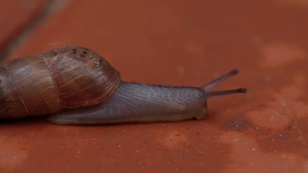 Gros plan d'un escargot décolle sur un sentier de jardin. Ils peuvent être utilisés comme lutte antiparasitaire naturelle pour les escargots de jardin bruns — Video