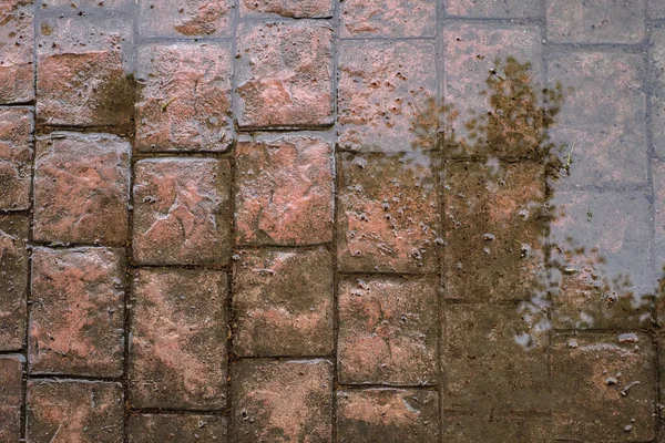 Pavimento de hormigón estampado, azulejo de piedra de pizarra en el patrón de piedras de cemento — Foto de Stock