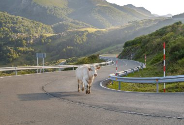 İnek dikiliyor ve yolu kapatıyor.