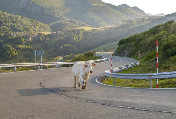 cow standing in and blocking a road