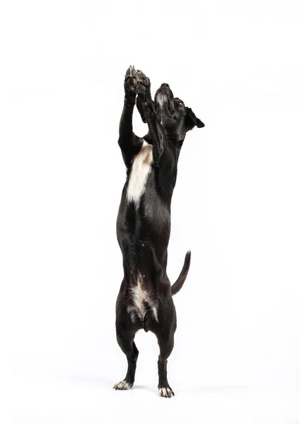 Pequeño perro negro sin raza, raza mixta canino negro de pie en dos patas pidiendo comida — Foto de Stock
