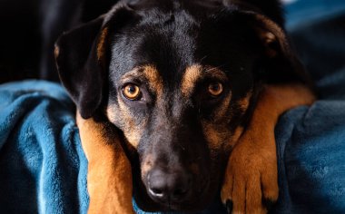 Köksüz köpek portresi, siyah melez köpek, dümdüz ileriye bakıyor.