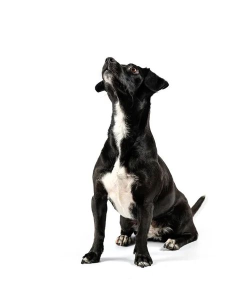 Pequeño perro negro mirando hacia los lados aislado fondo blanco — Foto de Stock