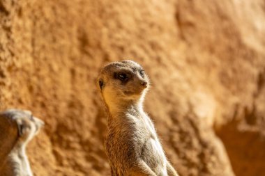 Afrika 'da dikilen Mirket Suricata Suricatta' ya haber verin.