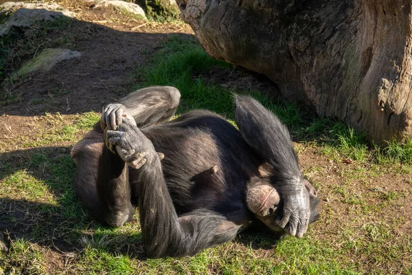 Embarrassé chimpanzé adulte couvrant ses yeux sur le sol — Photo