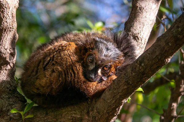 Lémurien à ventre rouge - Eulemur rubriventer, forêt tropicale primate de Madagascar — Photo