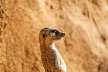 Afrika 'da dikilen Mirket Suricata Suricatta' ya haber verin.