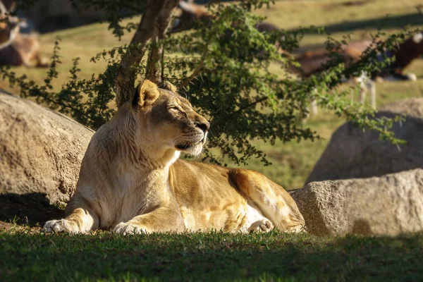 León africano femenino, Panthera leo bleyenberghi, felino —  Fotos de Stock