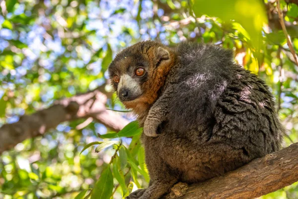 Lémurien mangouste, Eulemur mongoz, Madagascar primate endémique — Photo