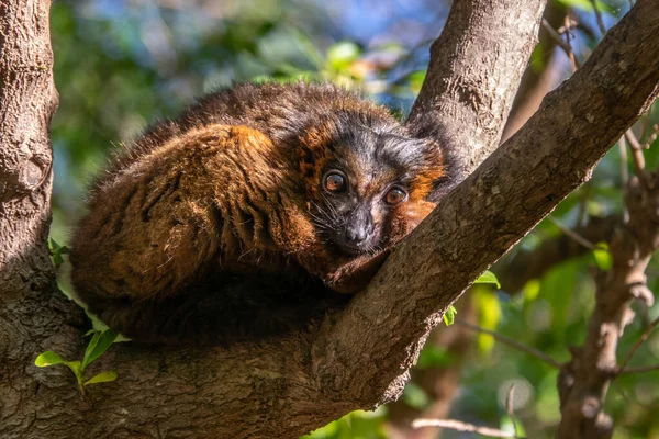 Lémurien à ventre rouge - Eulemur rubriventer, forêt tropicale primate de Madagascar — Photo