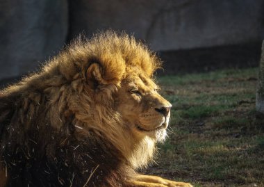Afrika aslanı, Panthera leo bleyenberghi, ön portrede kedi heykeli