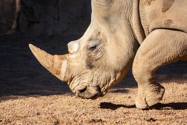 Beyaz Gergedan Ceratotherium simum baş ve boynuz