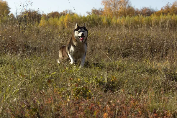 Close-up Portret psa husky działa w kierunku kamery na jesiennym polu patrząc w kamerę. — Zdjęcie stockowe