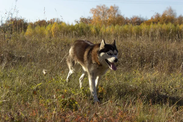 Крупный план Портрет хаски-собаки, бегущей при съемке камеры на осеннем поле, смотрящей в камеру. — стоковое фото