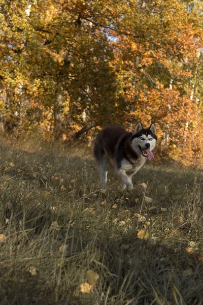Крупним планом Портрет хаскі собаки, що працює на камері на осінньому полі, дивлячись на камеру . — стокове фото