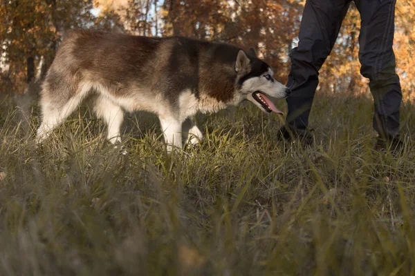 Close-up Retrato de cão husky correndo na direção da câmera no campo de outono olhando para a câmera. — Fotografia de Stock