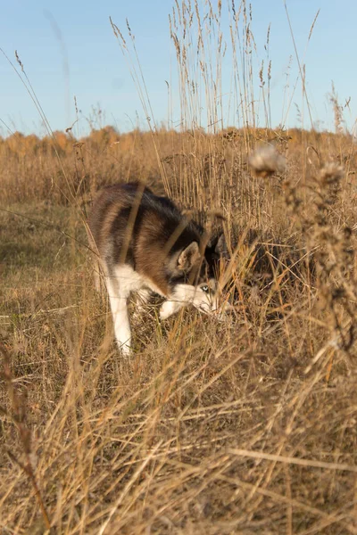 Close-up Portret psa husky działa w kierunku kamery na jesiennym polu patrząc w kamerę. — Zdjęcie stockowe