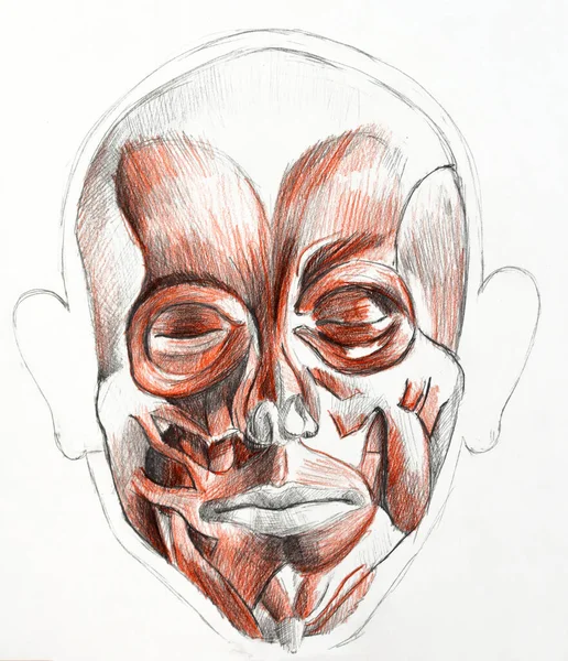 faces muscles painting with pencils. Art of human muscles. Red and black painting. Medical illustration