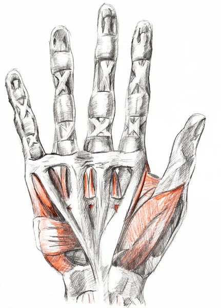 Händer muskler måla med pennor. Konst av mänskliga muskler. Röd och svart målning. Medicinsk illustration — Stockfoto