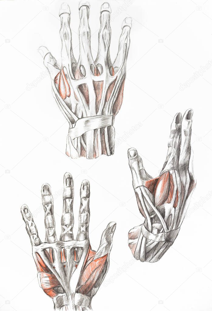 hands muscles painting with pencils. Art of human muscles. Red and black painting. Medical illustration
