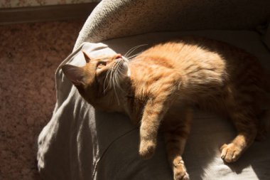 Kırmızı bir kedi gri bir kanepede yatıyor. Güneş ışınları kedinin üzerine düşer. Güneşin altında güneşlenen kedi.