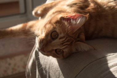 Kırmızı bir kedi gri bir kanepede yatıyor. Güneş ışınları kedinin üzerine düşer. Güneşin altında güneşlenen kedi.