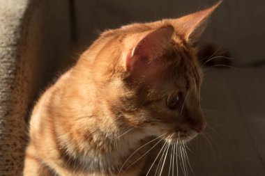 Kırmızı bir kedi gri bir kanepede yatıyor. Güneş ışınları kedinin üzerine düşer. Güneşin altında güneşlenen kedi.