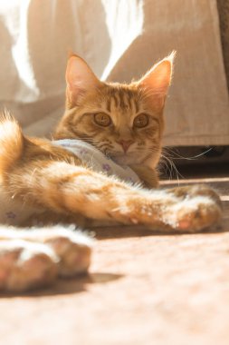 Bir kedinin ameliyat sonrası bandajı. Havyar ameliyatından sonra evcil hayvan bakımı, hadım etme, kısırlaştırma. Bandajlı kızıl kedi yerde yatıyor. Güneşli bir gün ve kızıl bir kedi