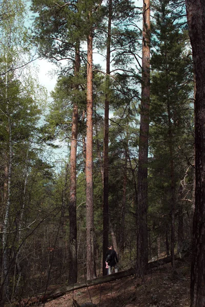 Prachtig uitzicht op enorme dennenbomen in een bos met mos overdekte rotsblokken. Rachaiskiy Alpen, Samara — Stockfoto