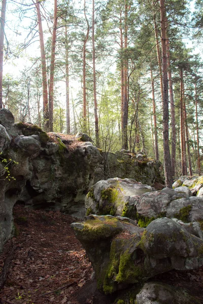 Bela vista de pinheiros enormes em uma floresta com pedras cobertas de musgo. Alpes Rachaiskiy, Samara — Fotografia de Stock