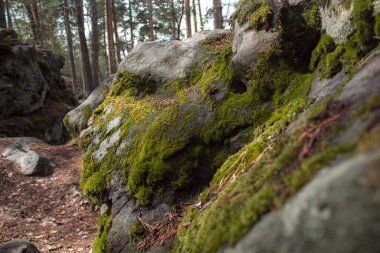 Ormandaki yosun kaplı kaya parçalarıyla kocaman çam ağaçlarının güzel manzarası. Rachaiskiy Alpleri, Samara