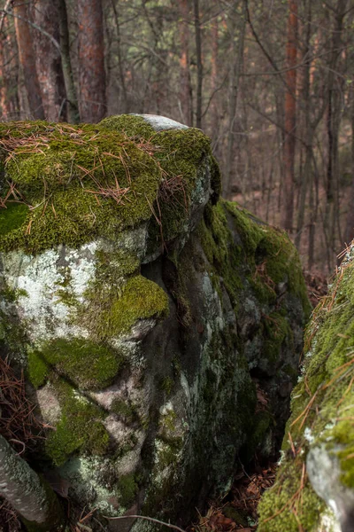 Vacker utsikt över stora tallar i en skog med mosstäckta stenblock. Rachaiskiy Alperna, Samara — Stockfoto