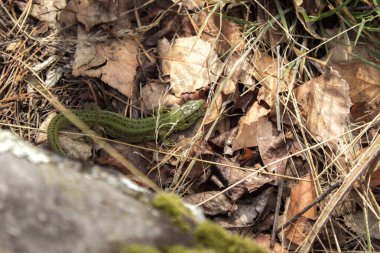 Yeşil çimenlikteki kertenkele, kertenkele ve çimen