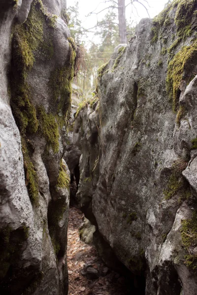 Gyönyörű kilátás nyílik hatalmas fenyőfák egy erdőben mohával borított sziklák. Rachaiskiy Alpok, Szamara — Stock Fotó