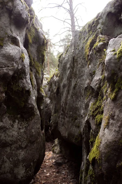 Gyönyörű kilátás nyílik hatalmas fenyőfák egy erdőben mohával borított sziklák. Rachaiskiy Alpok, Szamara — Stock Fotó