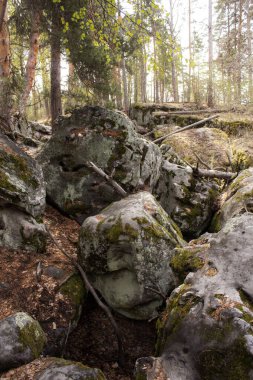 Ormandaki yosun kaplı kaya parçalarıyla kocaman çam ağaçlarının güzel manzarası. Rachaiskiy Alpleri, Samara