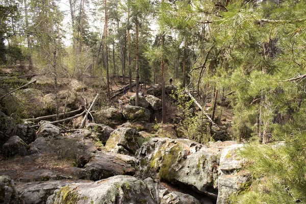 Prachtig uitzicht op enorme dennenbomen in een bos met mos overdekte rotsblokken. Rachaiskiy Alpen, Samara — Stockfoto