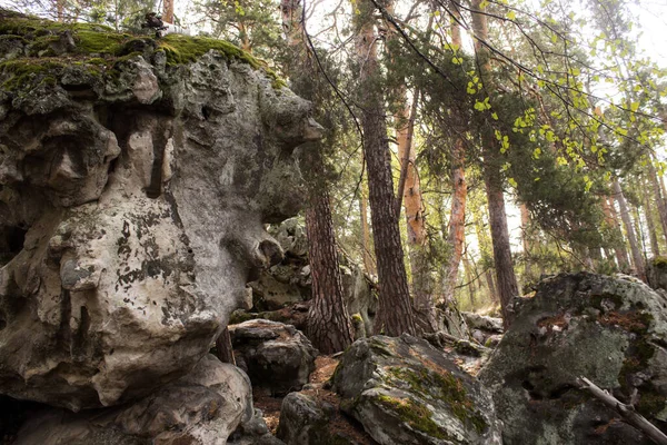 Vacker utsikt över stora tallar i en skog med mosstäckta stenblock. Rachaiskiy Alperna, Samara — Stockfoto