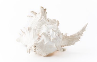 beyaz arkaplanda deniz kabuğu