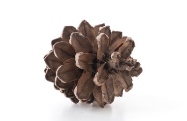 Beyaz arkaplanda çam kozalakları